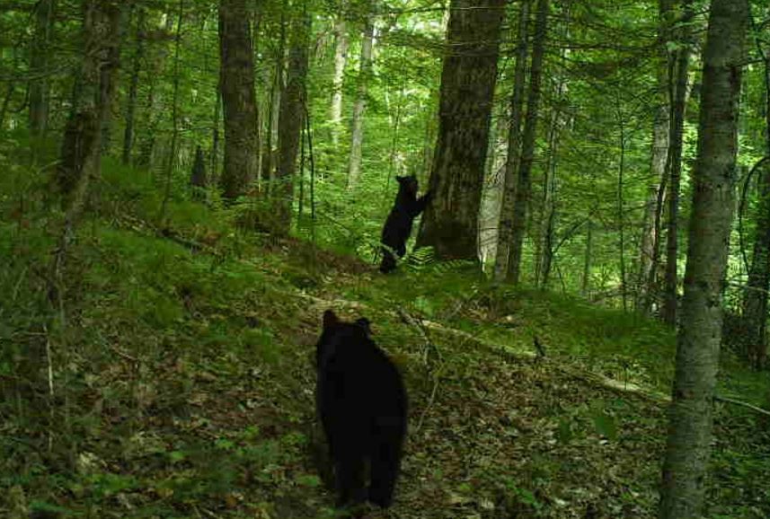 trailcambears.JPG